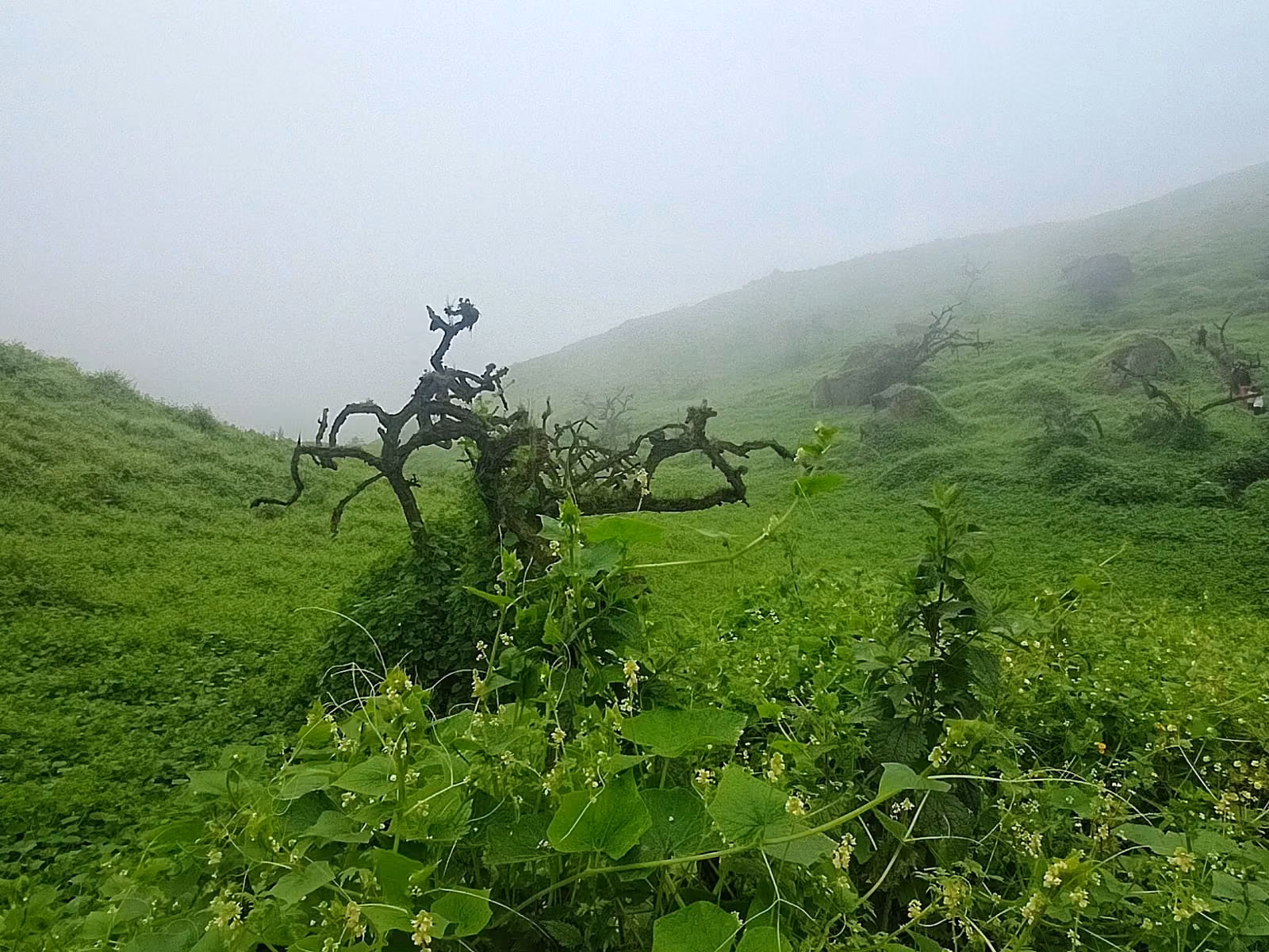 Ladera de la loma cubierta de vegetación verde y árboles retorcidos, con neblina cerrando el fondo.