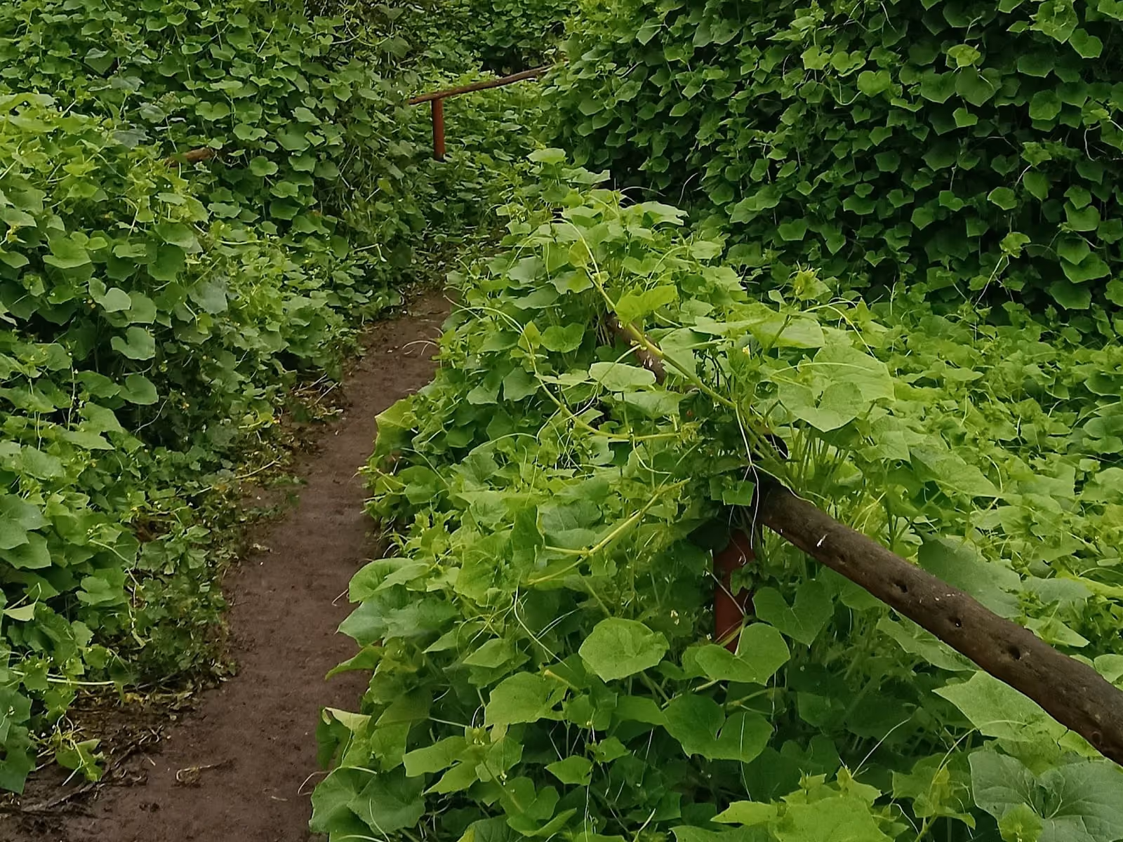 Sendero angosto de tierra que cruza vegetación verde y densa, con una baranda de madera al costado.