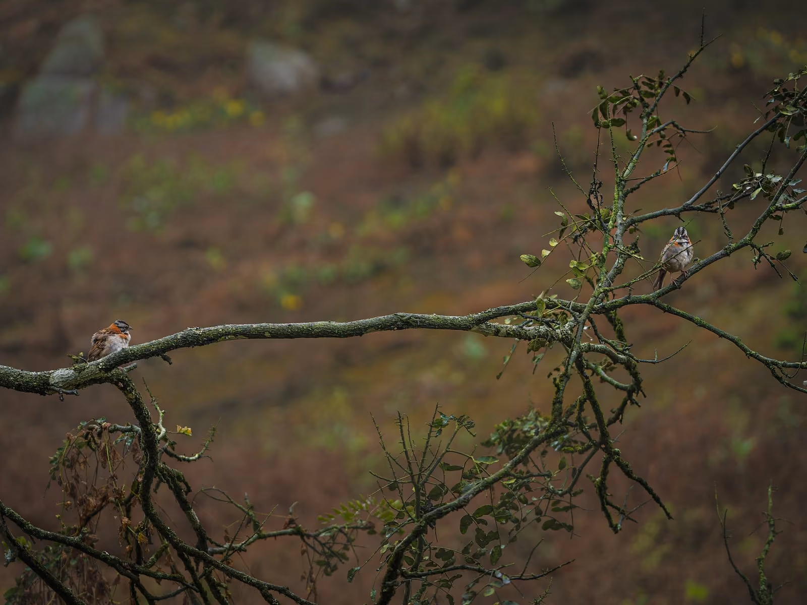 Dos aves copetonas posadas sobre la rama de un árbol, con la loma desenfocada al fondo.