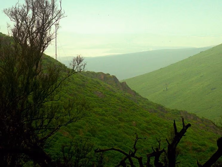 Cerros verdes de las lomas de Lachay con la costa y el mar al fondo, entre neblina.